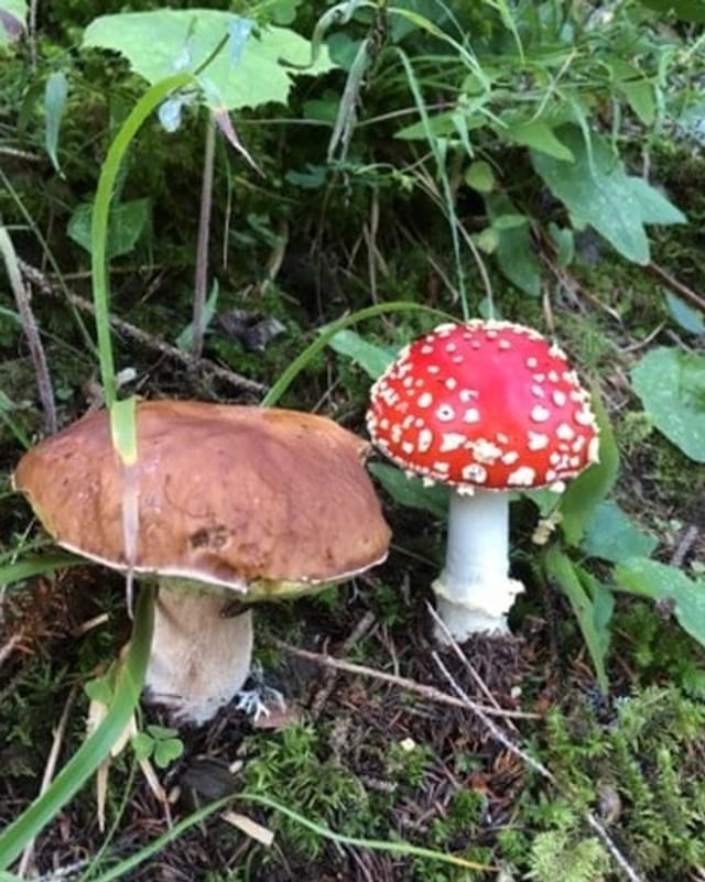 Bulius.