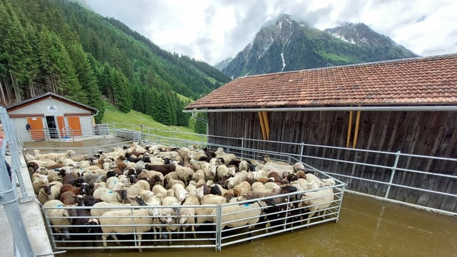 Chargiar nursas sin l’alp Gunn sur Claustra strusch pli in tema, di il president da l’alp