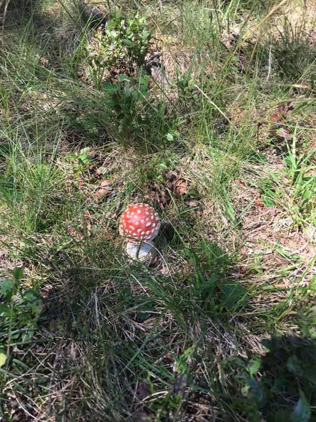 amanita mustgera