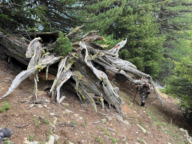 Impressiuns dals emprims dis da chatscha en Val Nuna cun il chatschader Jérémie Sarbach da Guarda.