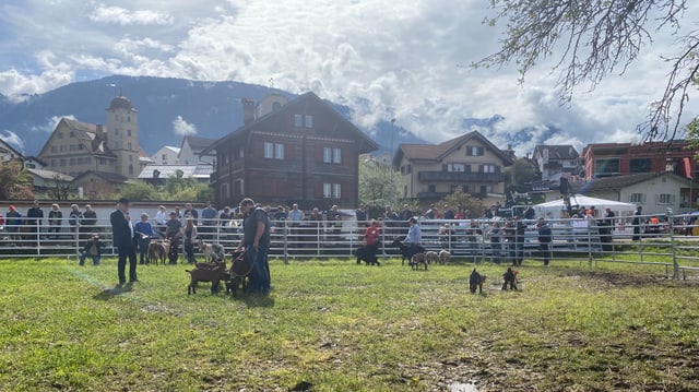 Ils chauns da protecziun a l'Agrischa