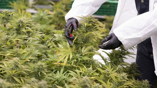 Cannabis medicinal: interess tar l'agricultura grischuna?