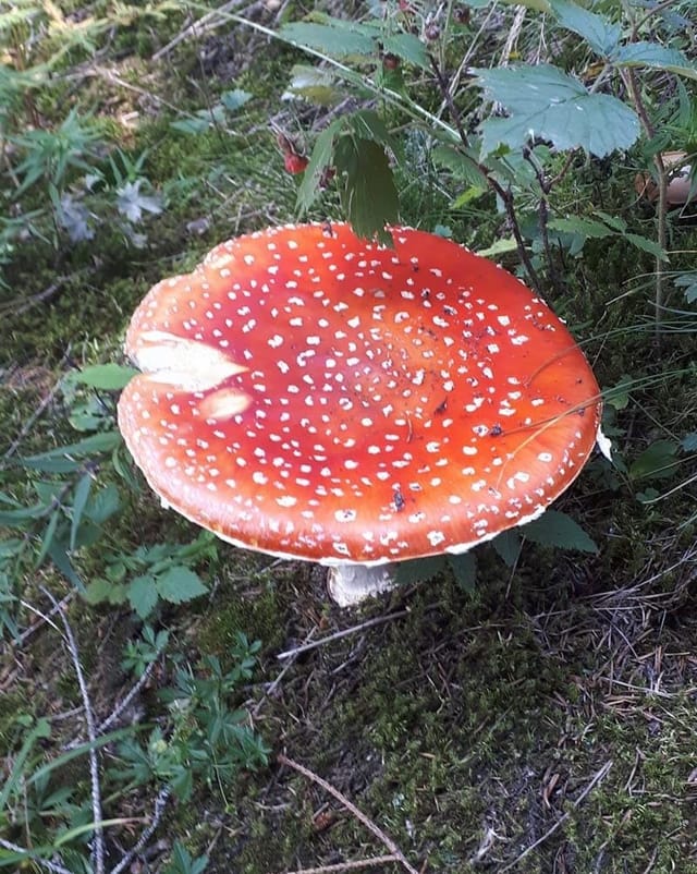 amanita mustgera