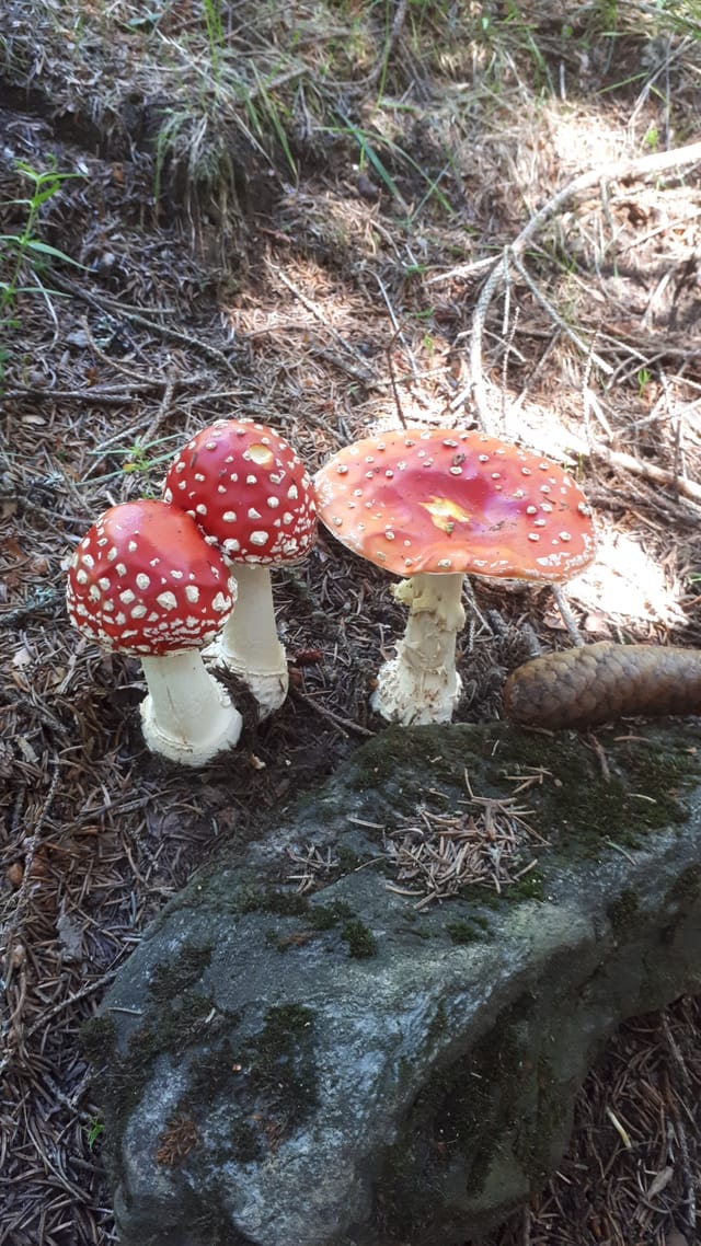 amanita mustgera