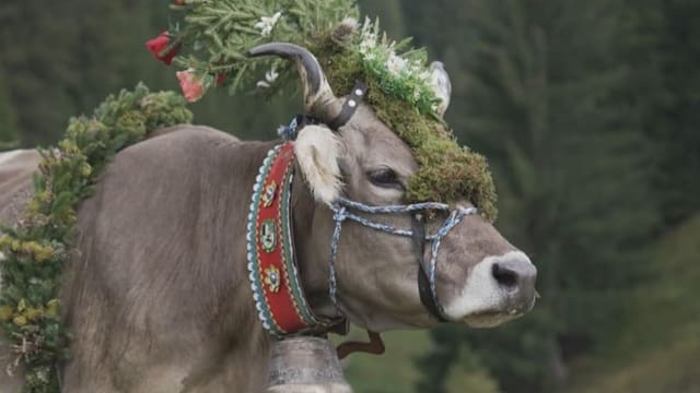 La stgargiada d'alp a Breil