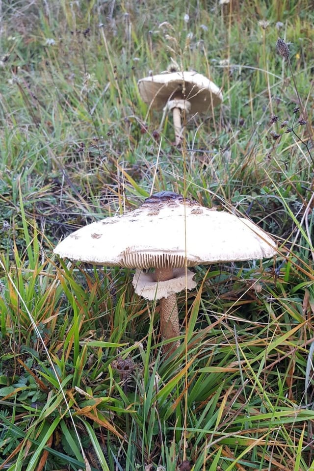 Parasols.