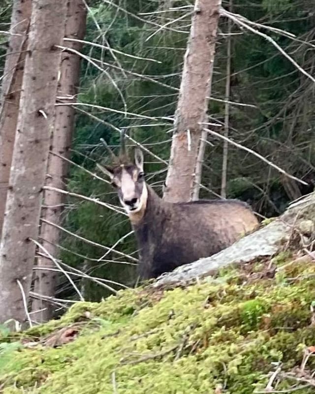 purtret d'in chamutsch durant la chatscha.