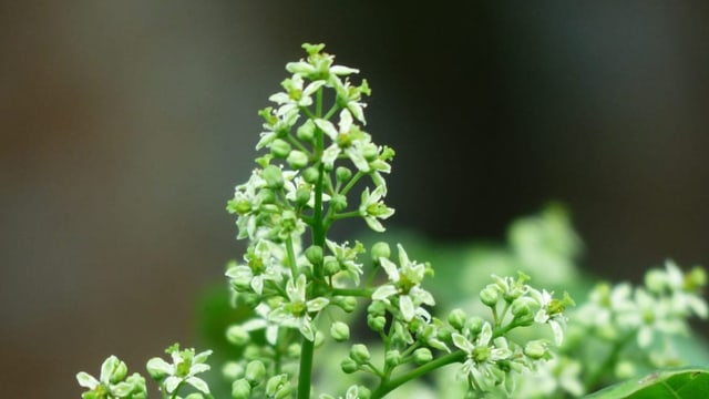 Neofitas èn ina sfida per l'agricultura