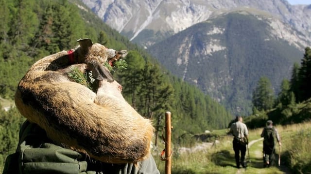 Tschorvadad da chamutschs en Val Tujetsch