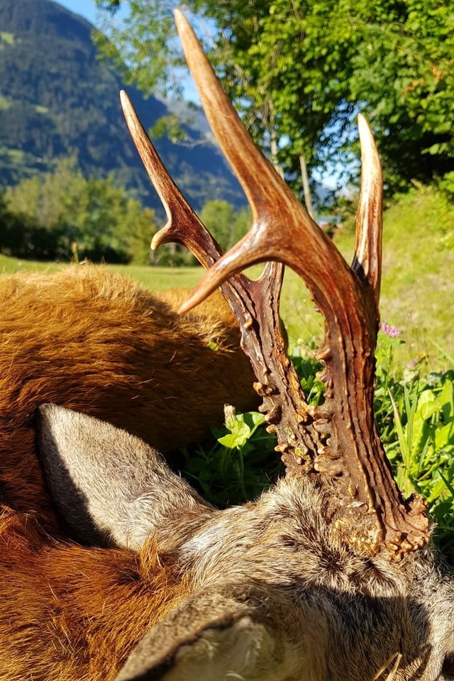 purtret da la corna dal chavriel.