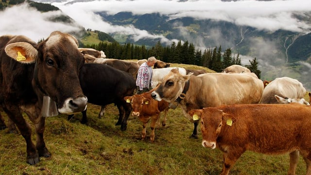 Vachas che pasculeschan sin in'alp en Svizra