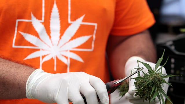 Um cun plantina da cannabis.