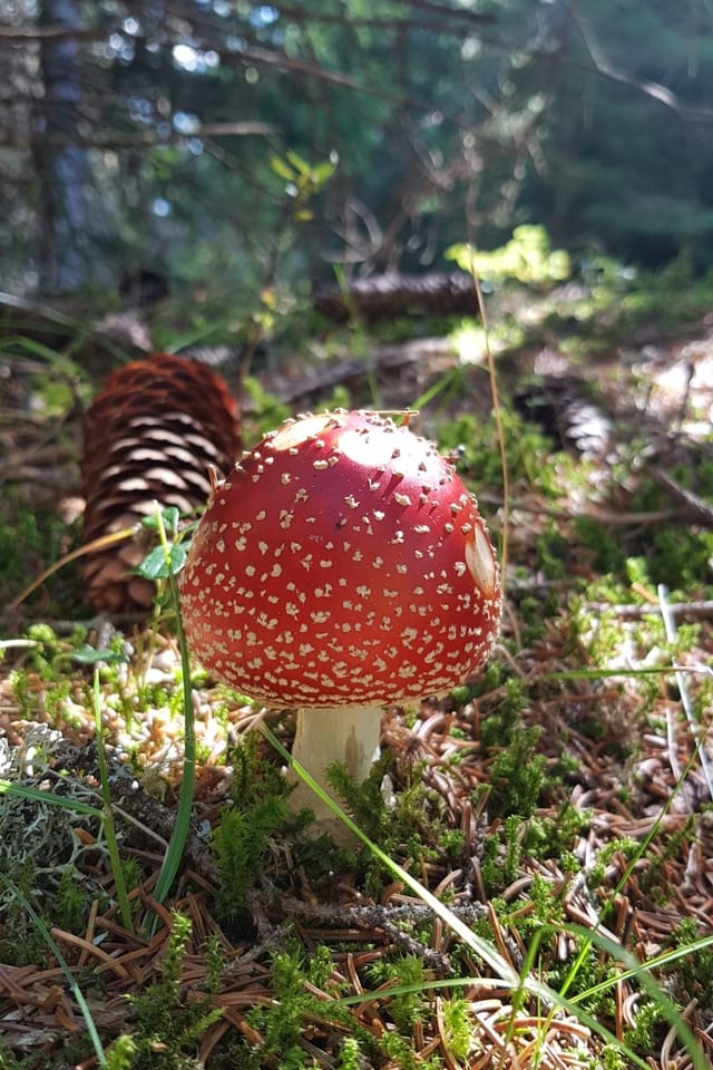 Amanita mustgera.