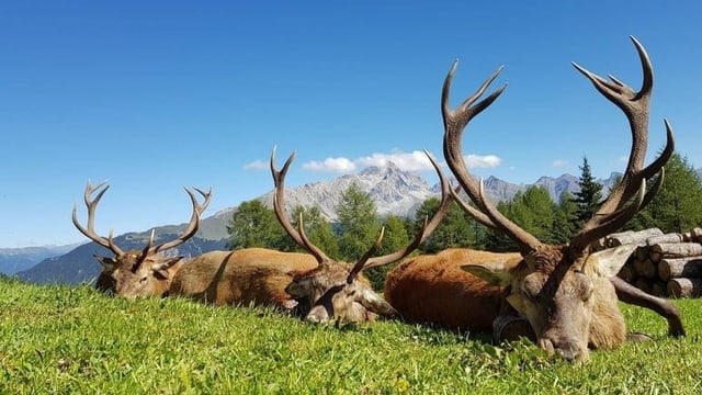 Trais tschiervs da curuna ed in tschierv da diesch senza curuna en in avantmezdi