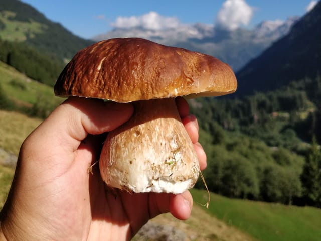 Bulieu-tschep.