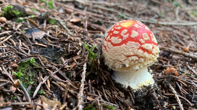 Amanita mustgera.