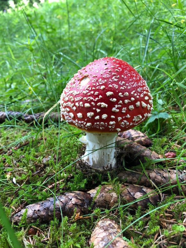 amanita mustgera
