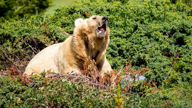 Urs selvadis ed urs en parcs èn dua pèra chalzers