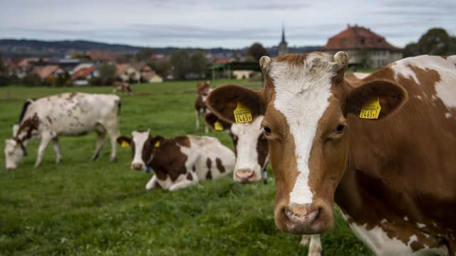 La vatga n'è betg «l'assassina dal clima»