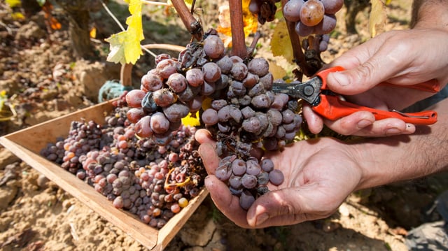 Il bulieu «botrytis» che fa fastidis a viticulturs