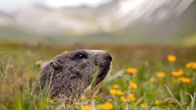 HelveCHia – Problematica cun muntanellas en il Valais