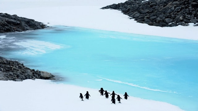 Purtret d'intgins pinguins tranter greppa sper la mar. 