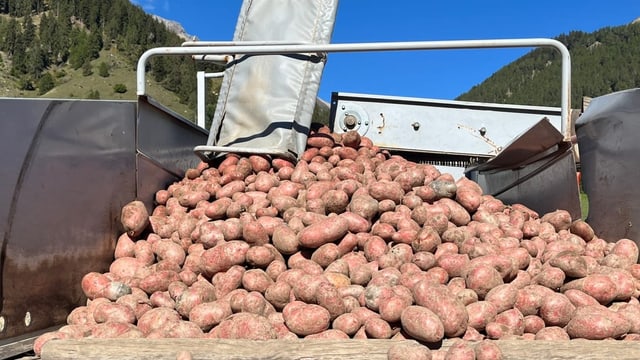 Il facit dal di da racolta en Val Müstair