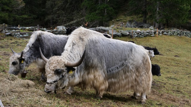 Yaks ad Andeer. Yaks ad Andeer.