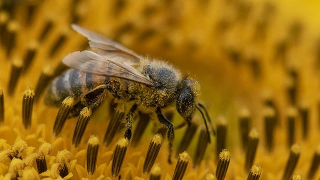 Saira: Muria d’insects – petiziun per sclerir ils motivs