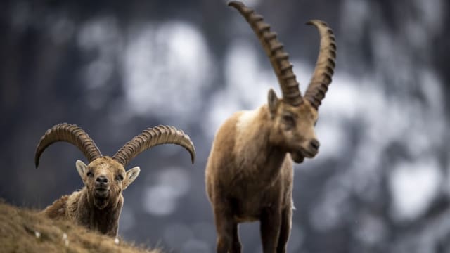 Populaziun da capricorns è uschè gronda sco anc mai