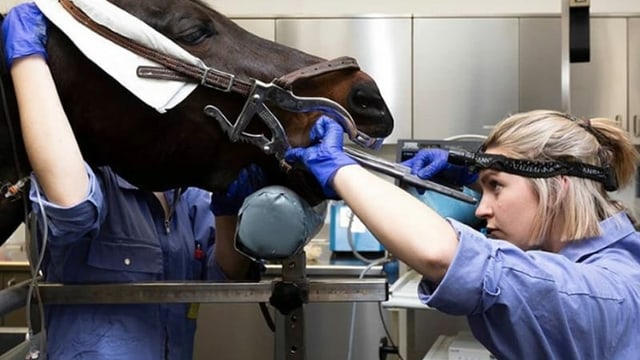 La veterinaria Natalie Bearth davart la vart medicinala dal chavaltgar