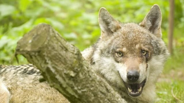 En Surselva ha in pur sajettà cun sia buis per spaventar il luf