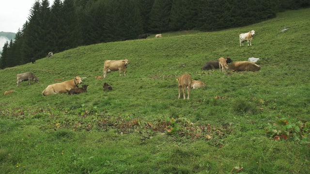 Fotgrafia d'ina pastgira cun vatgas mamma en Val Lumnezia Fotgrafia d'ina pastgira cun vatgas mamma en Val Lumnezia