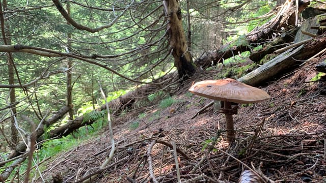 Parasol.