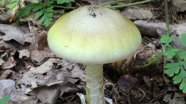 amanita verda - grüner Knollenblätterpilz amanita verda - grüner Knollenblätterpilz