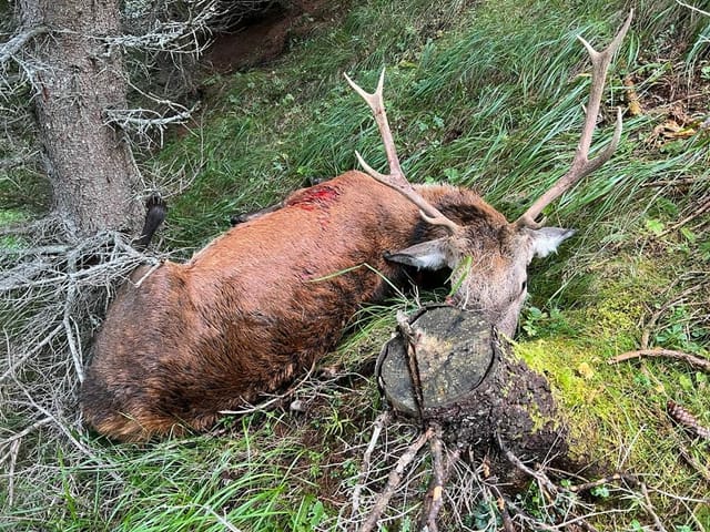 purtret dal tschierv sajettà en ina plaunca stippa.