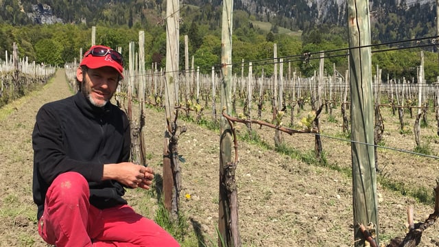Il maletg mussa il pur da vin Luzi Boner en sia vigna a Malans Il maletg mussa il pur da vin Luzi Boner en sia vigna a Malans