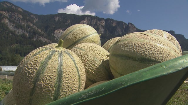 Saira: Melonas grischunas – ina visita sin la plantascha da Foffa
