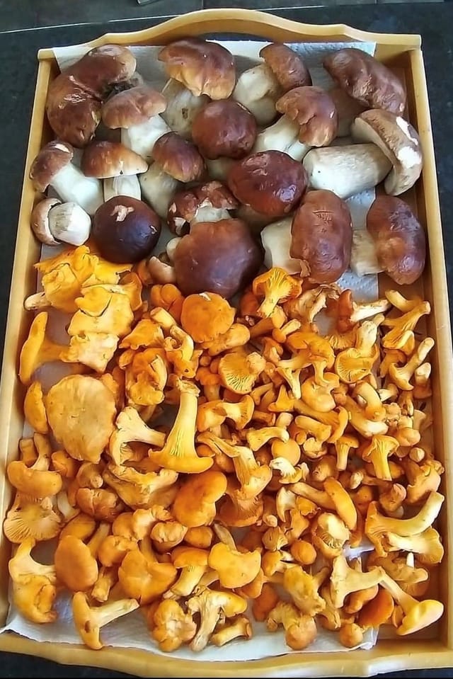 Pluna da bulieus