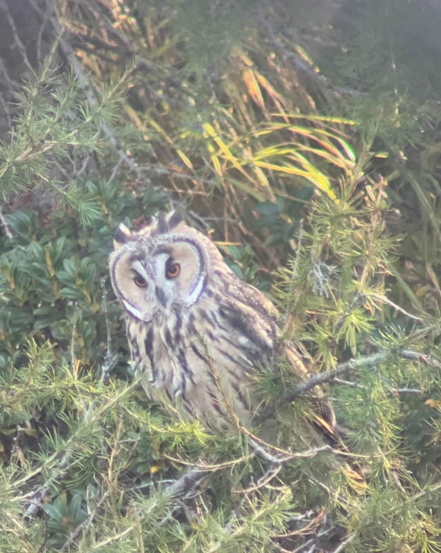 Jannik Strimer ha gì la furtuna da fotografar il piv mesaun (Waldohreule)