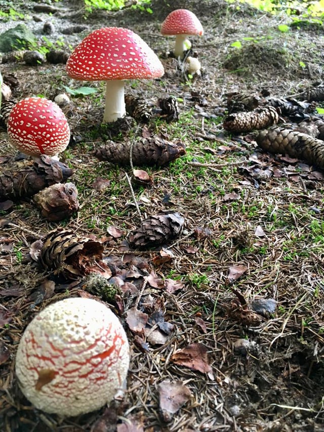 mustgeras