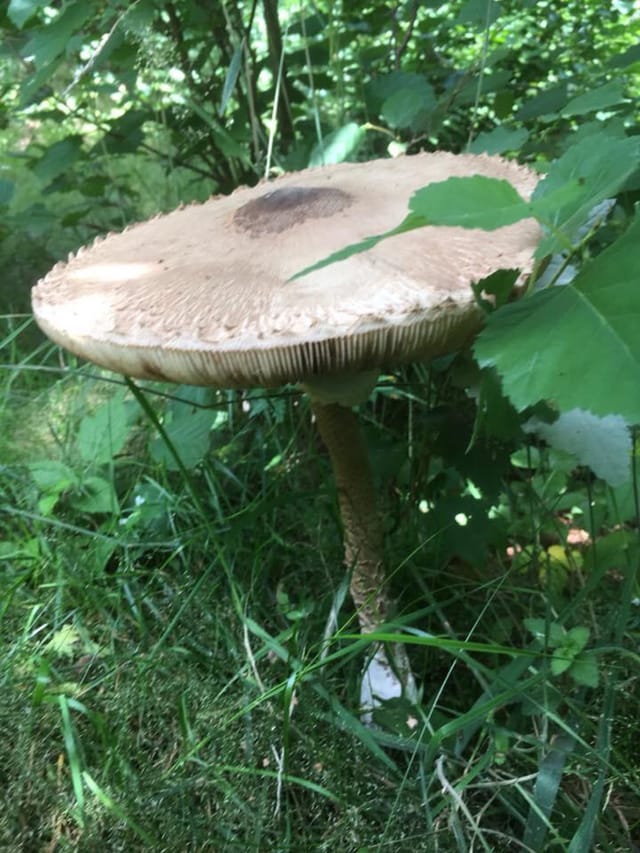 parasol