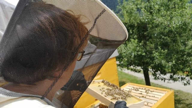 Barbara Candinas da Sumvitg ha fatg la scolaziun sco apicultura
