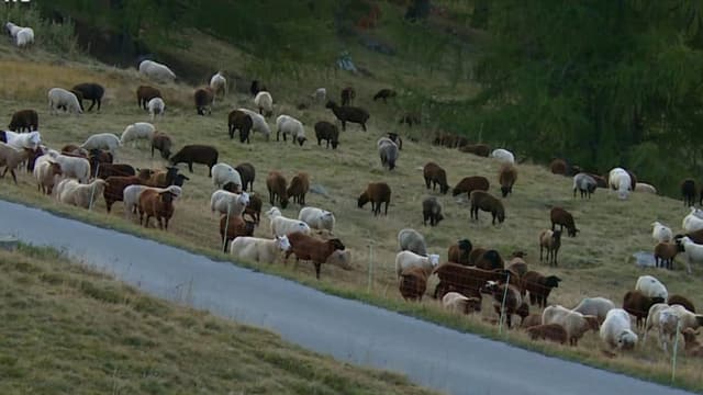 HelveCHia: Safari da lufs en il Vallais