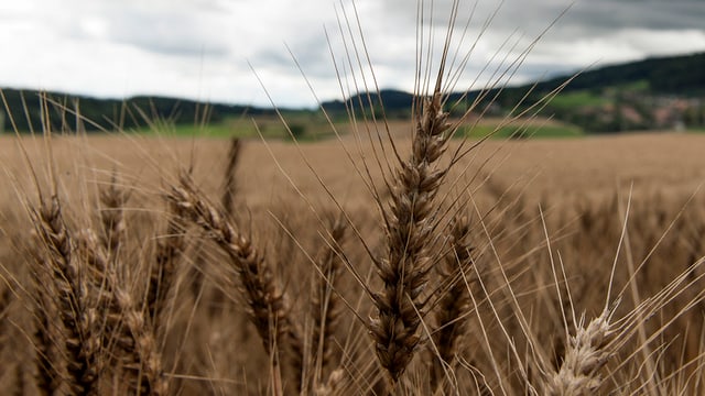 Mezdi: Agrischa 2018 a Cuira