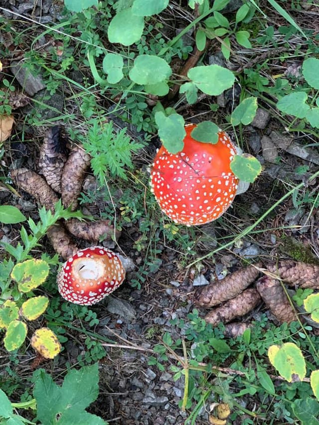 amanita mustgera