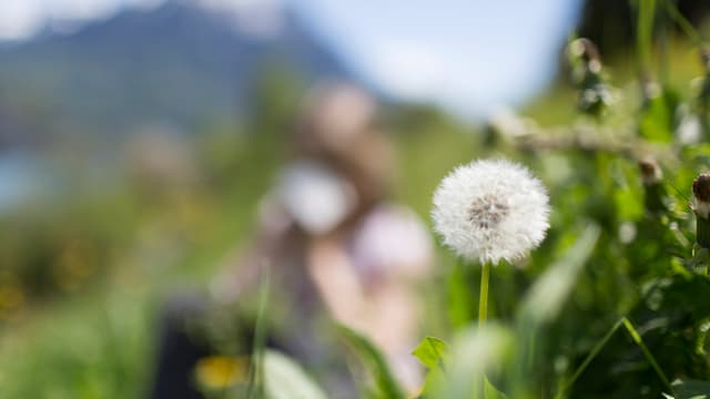 Mezdi: L'influenza dal lung enviern sin ils pollens