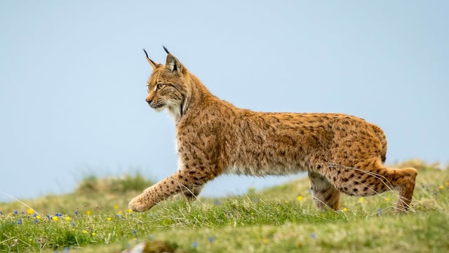 Luf-tscherver (Lynx lynx)