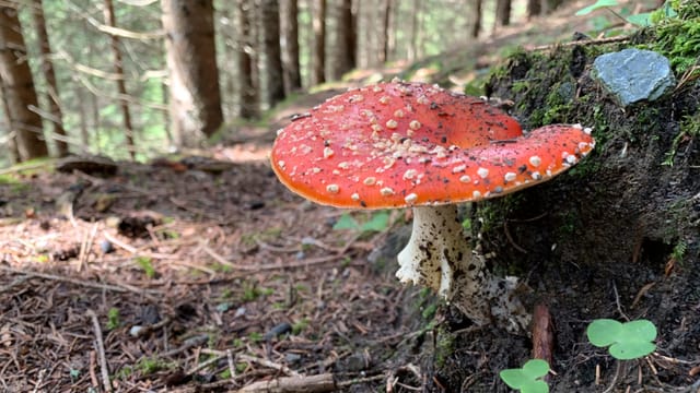 Amanita mustgera.