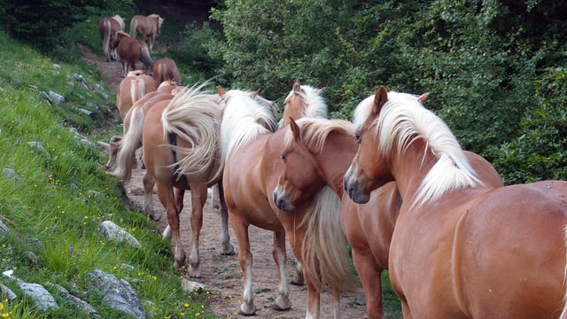 Ils chavals selvadis dal Tessin... Ils chavals selvadis dal Tessin...